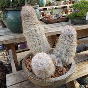 Oreocereus celsianus - in glazed planter