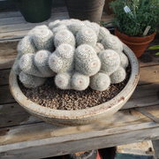 Mammillaria parkinsonii - in glazed bowl