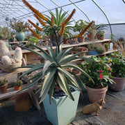 Aloe Planter