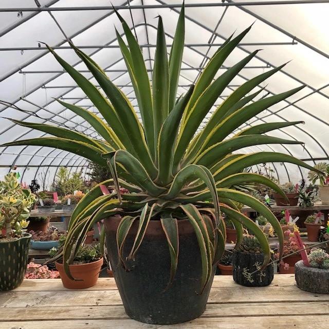 Agave desmetiana variegata - in glazed planter